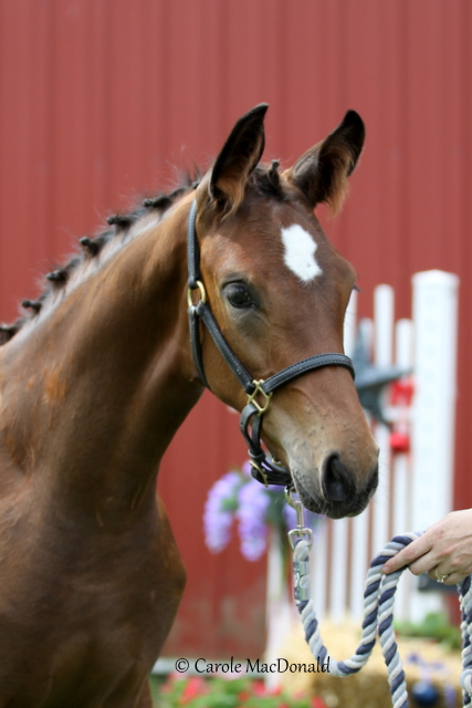 Bellasaria HM (Belissimo M - EM Day Dream)