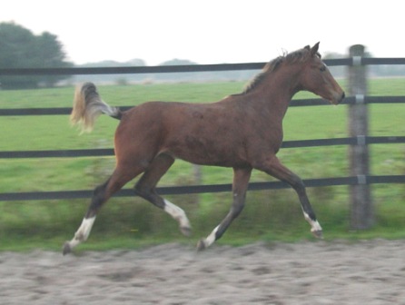 SPA Florencia as a foal