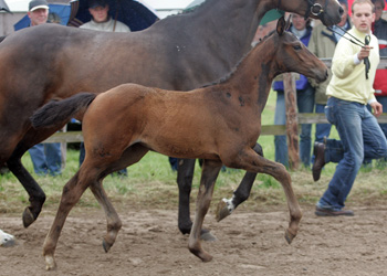 SPA What If as a foal