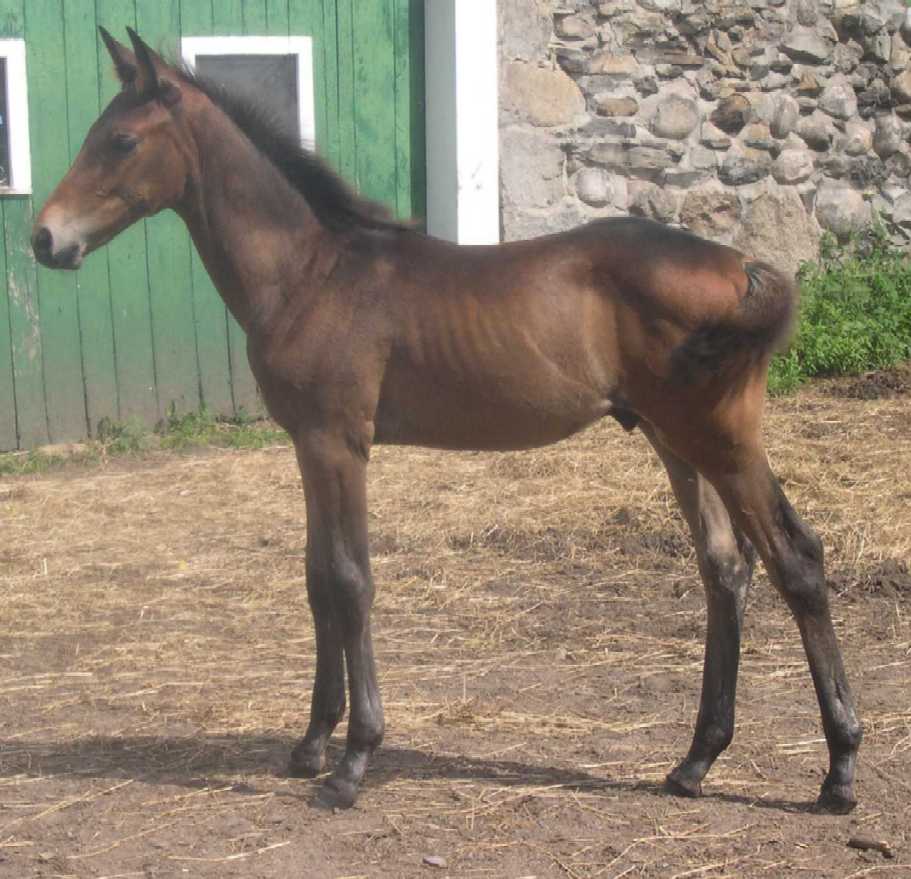 Woomera HM (Werbellin)