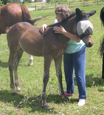 Woomera HM - future event horse.