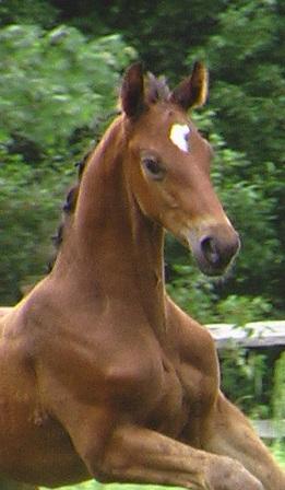 Legacy HM - Reserve USDF Horse of the Year