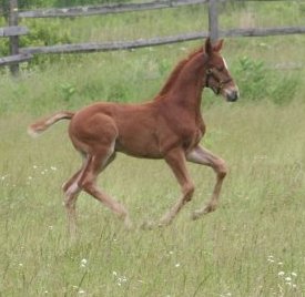 Ludwig HM (Londonderry - SPS Destiny)