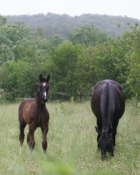 Regalia HM (Rascalino - EM Day Dream)