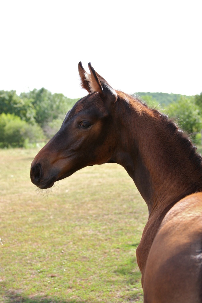 Seraphina HM (Soleil Q - EM Day Dream)