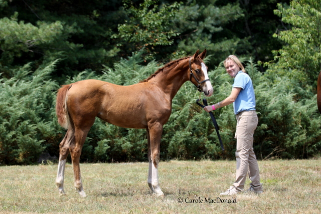 Royal Dancer HM - top foal at inspection