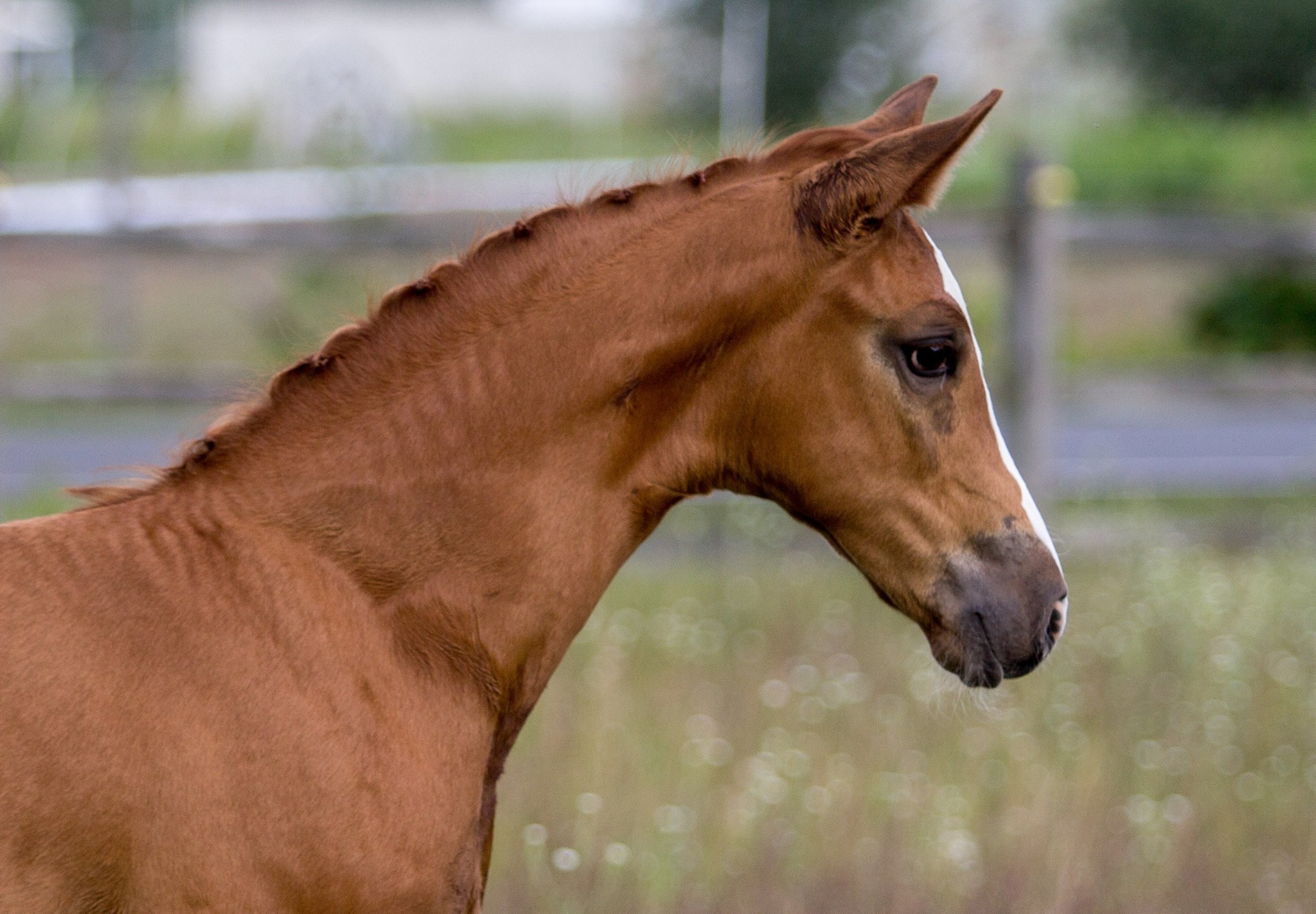 Reflection HM (Rascalino o/o EM Day Dream)