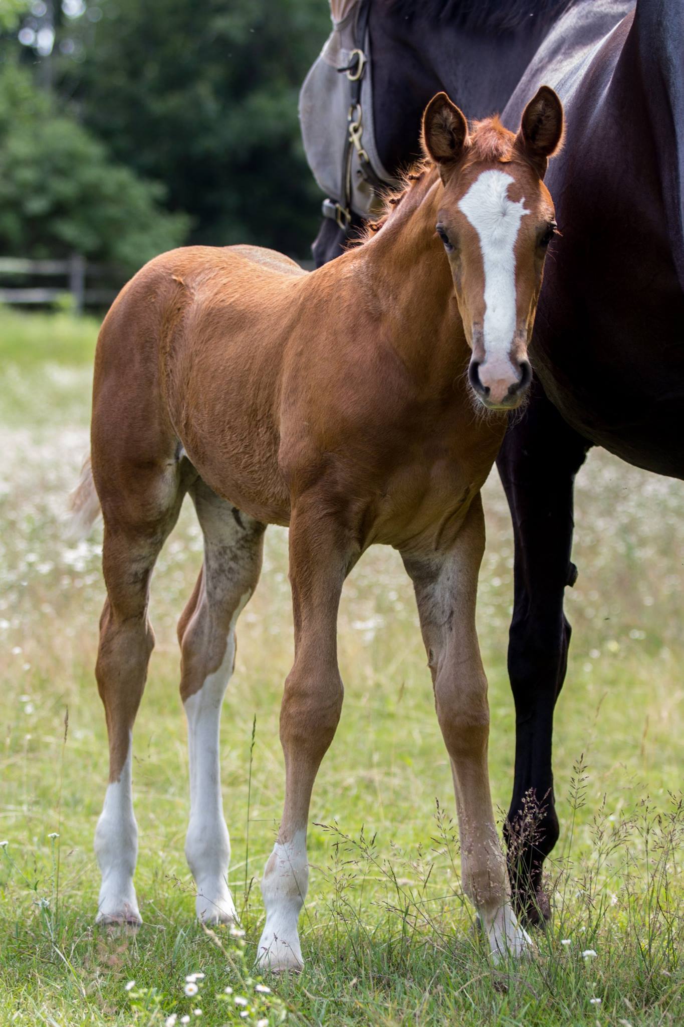 Reflection HM (Rascalino)