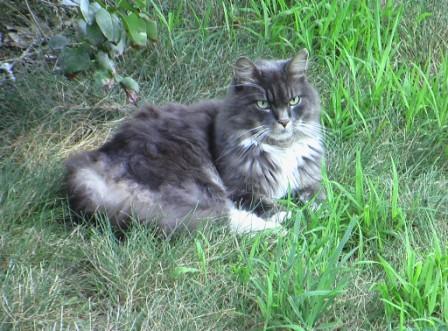 Ian half mainecoon cat